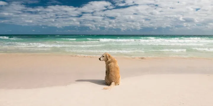Dog-Friendly Beaches Across the United States