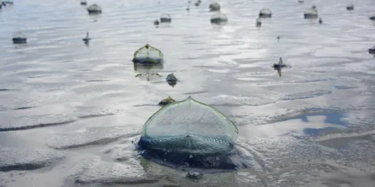 Velella Sightings On California Beaches